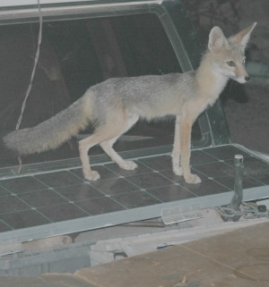The Secret of The Fox